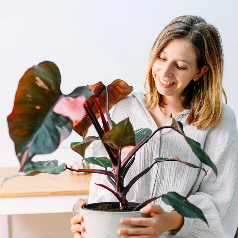 Philodendron 'Pink Princess'