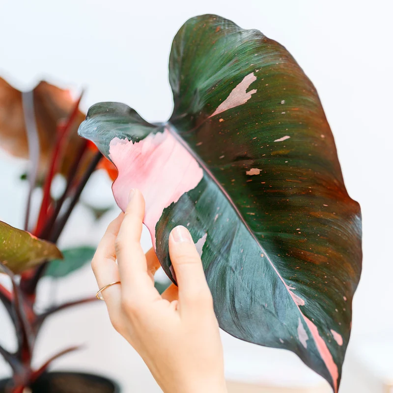 Philodendron 'Pink Princess'