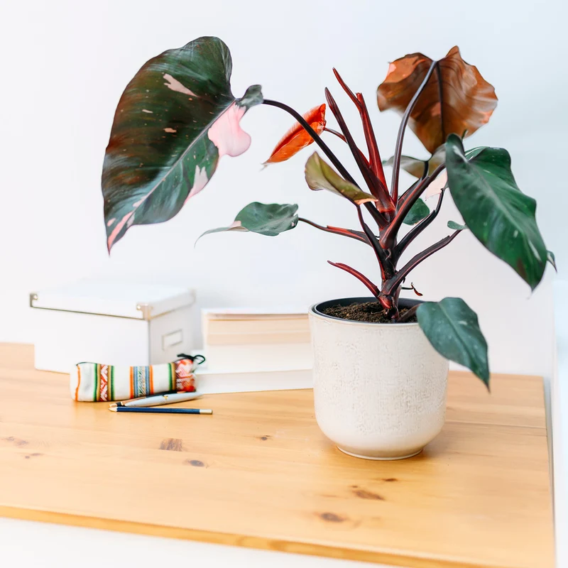 Philodendron 'Pink Princess'