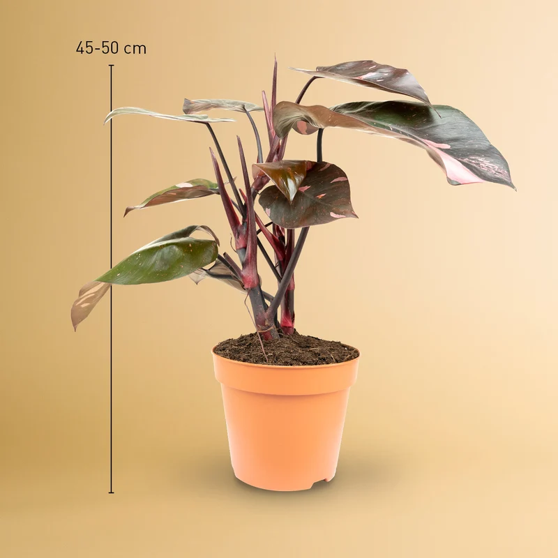 Philodendron 'Pink Princess'
