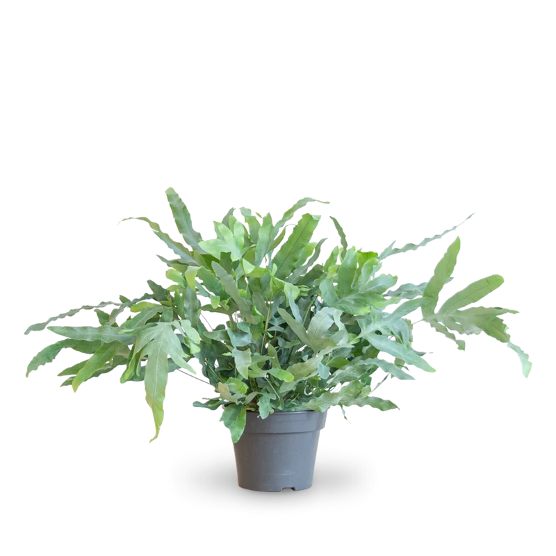 Phlebodium aureum 'Blue Star'