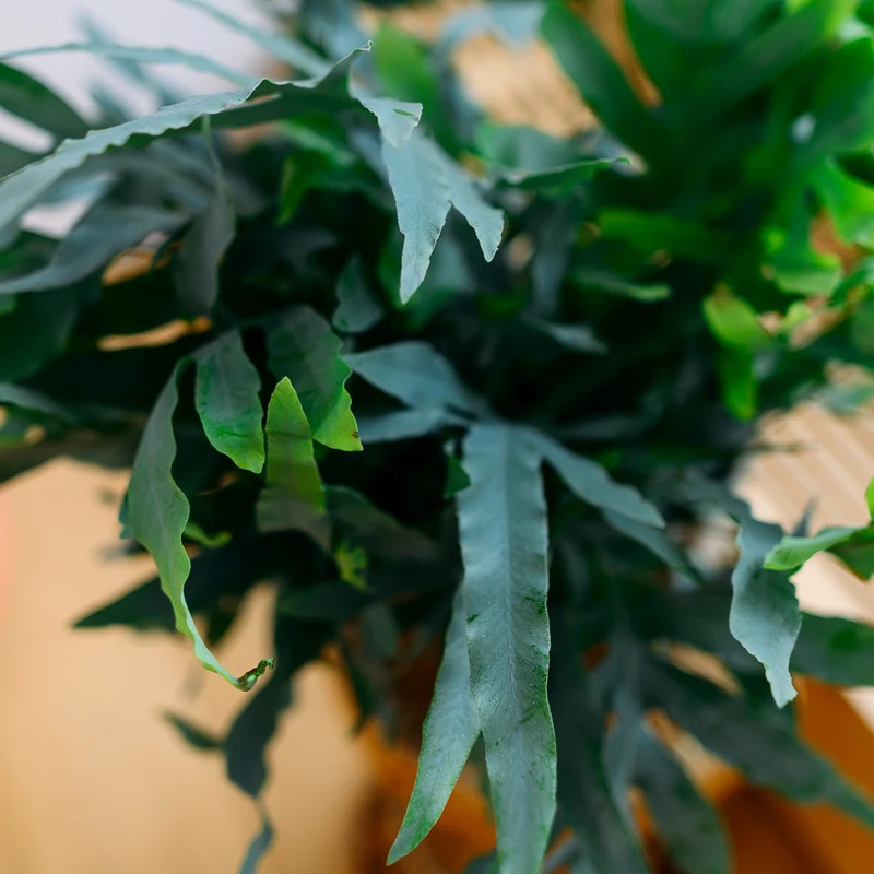 Phlebodium aureum 'Blue Star'