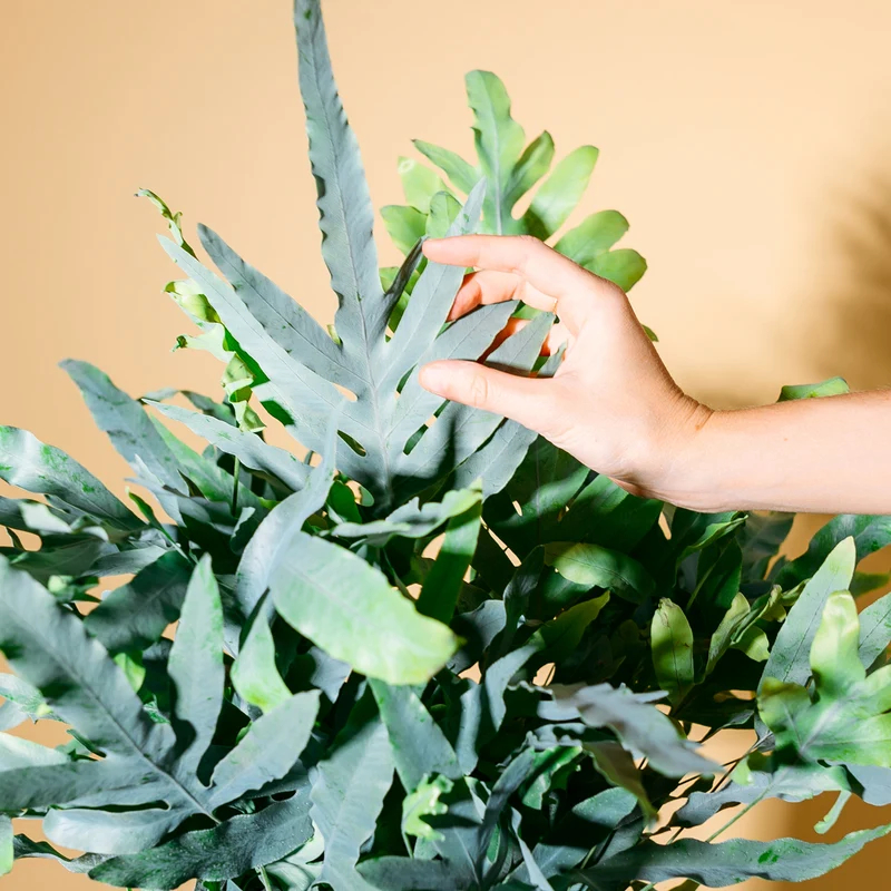 Phlebodium aureum 'Blue Star'