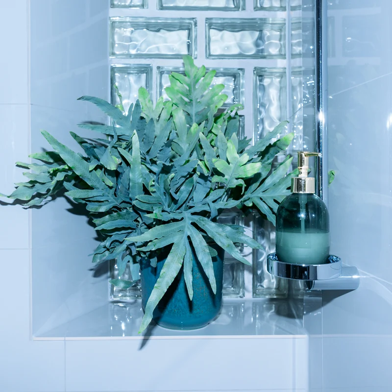 Phlebodium aureum 'Blue Star'
