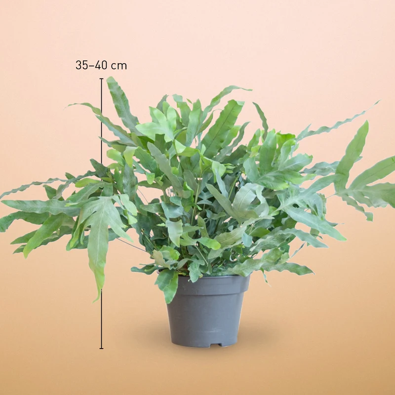 Phlebodium aureum 'Blue Star'