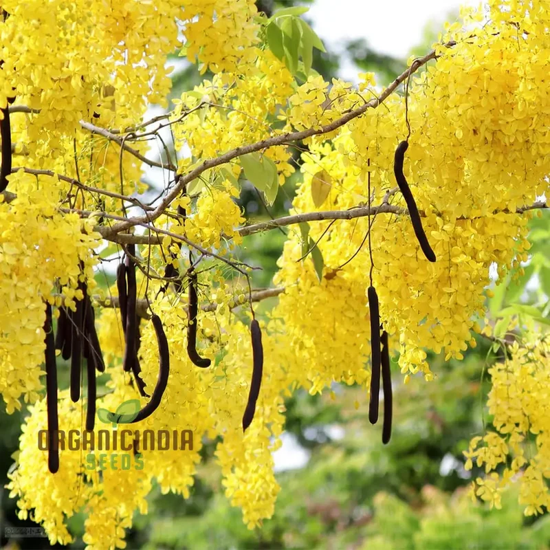 Indian Laburnum Seeds, Planting - 100 pcs