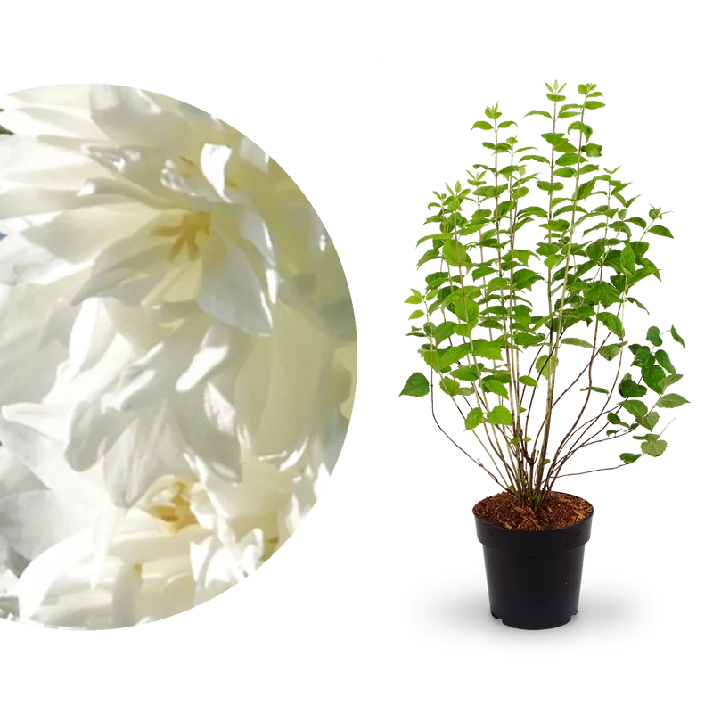 Gartenjasmin 'Minnesota Snowflake' Schneeweiß