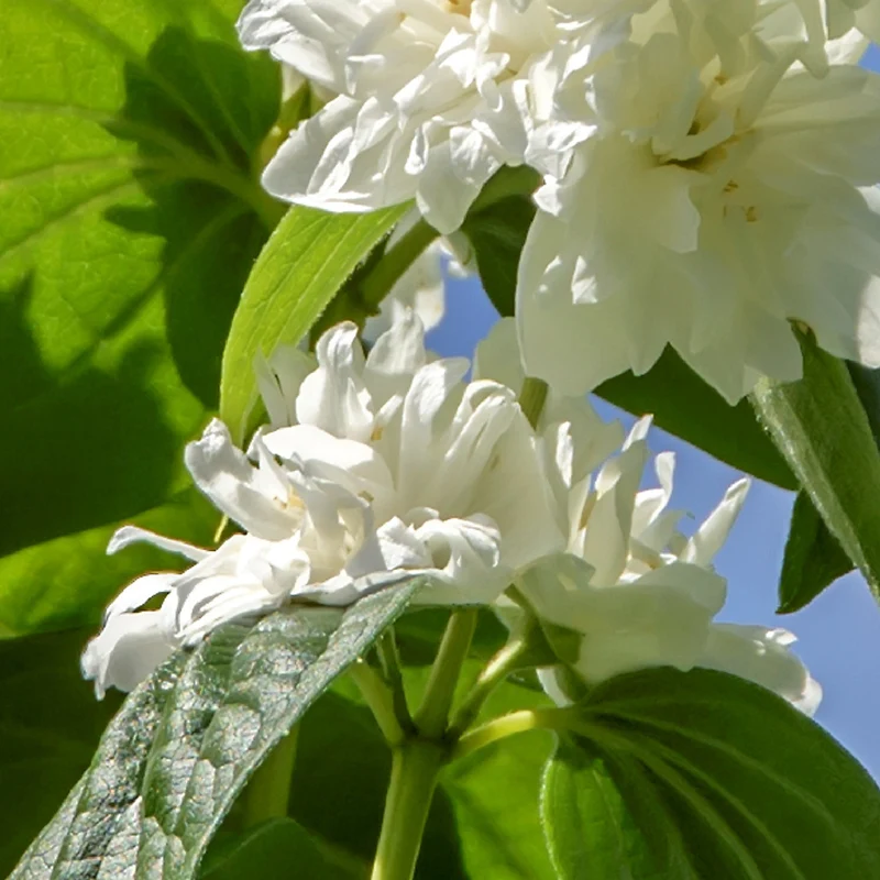 Gartenjasmin 'Minnesota Snowflake' Schneeweiß
