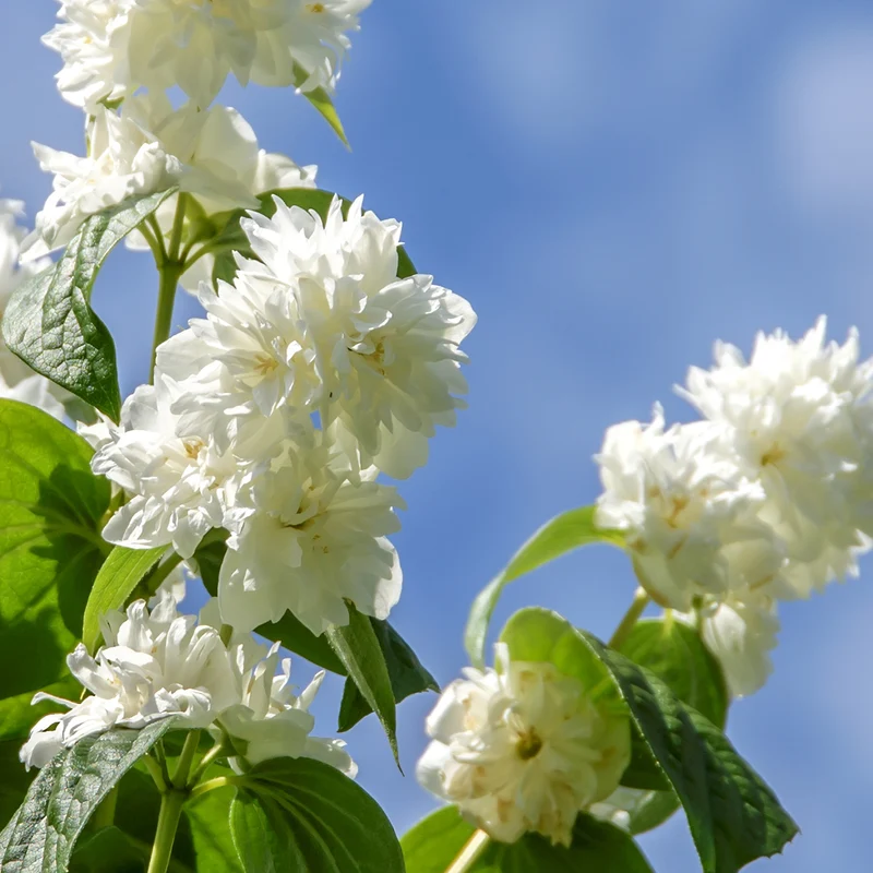 Gartenjasmin 'Minnesota Snowflake' Schneeweiß