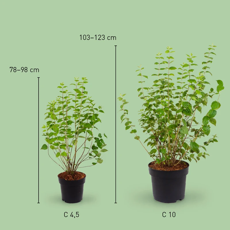 Gartenjasmin 'Minnesota Snowflake' Schneeweiß
