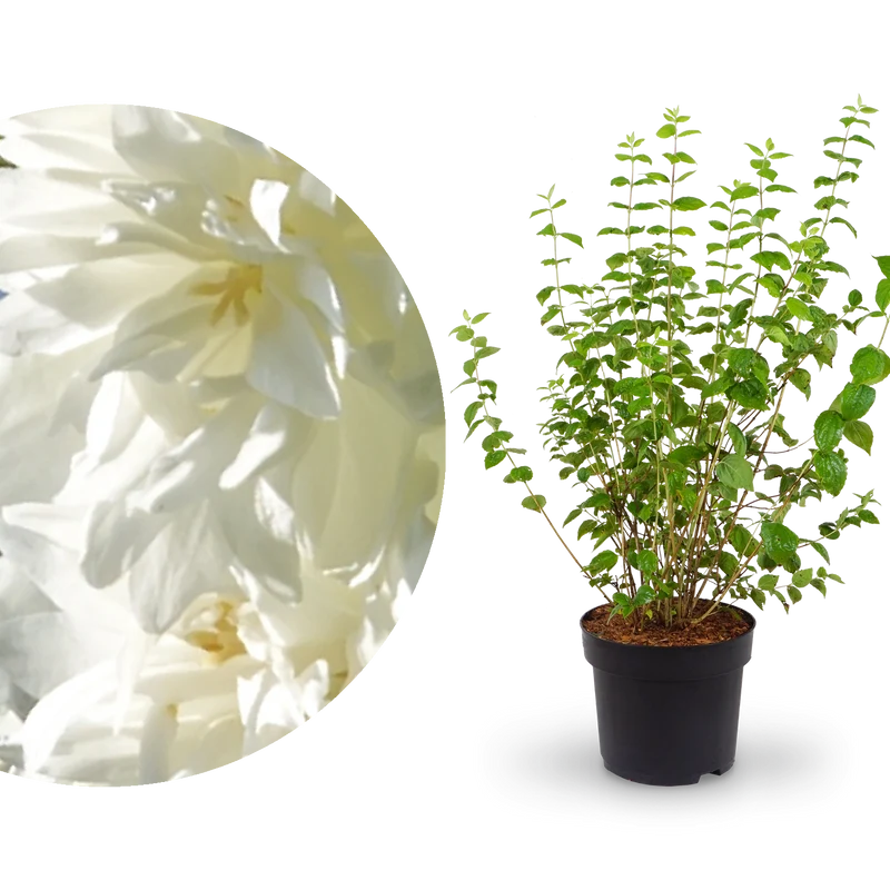Gartenjasmin 'Minnesota Snowflake' Schneeweiß