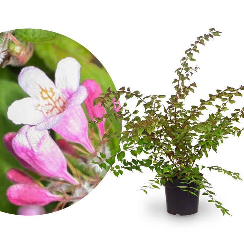Kolkwitzie Rosa
