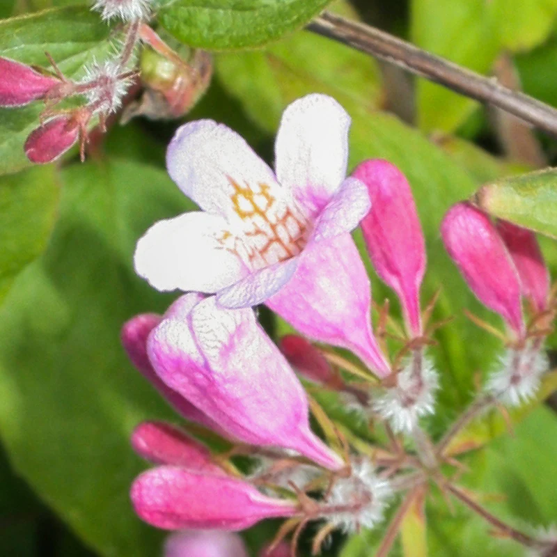 Kolkwitzie Rosa