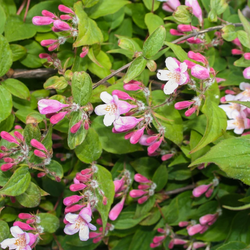 Kolkwitzie Rosa