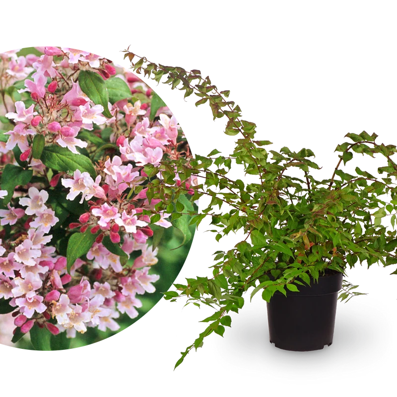 Kolkwitzie 'Pink Cloud' Rosaweiß