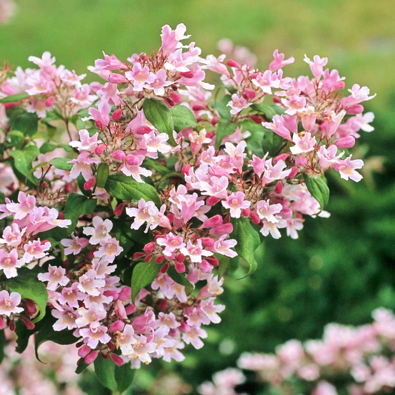 Kolkwitzie 'Pink Cloud' Rosaweiß