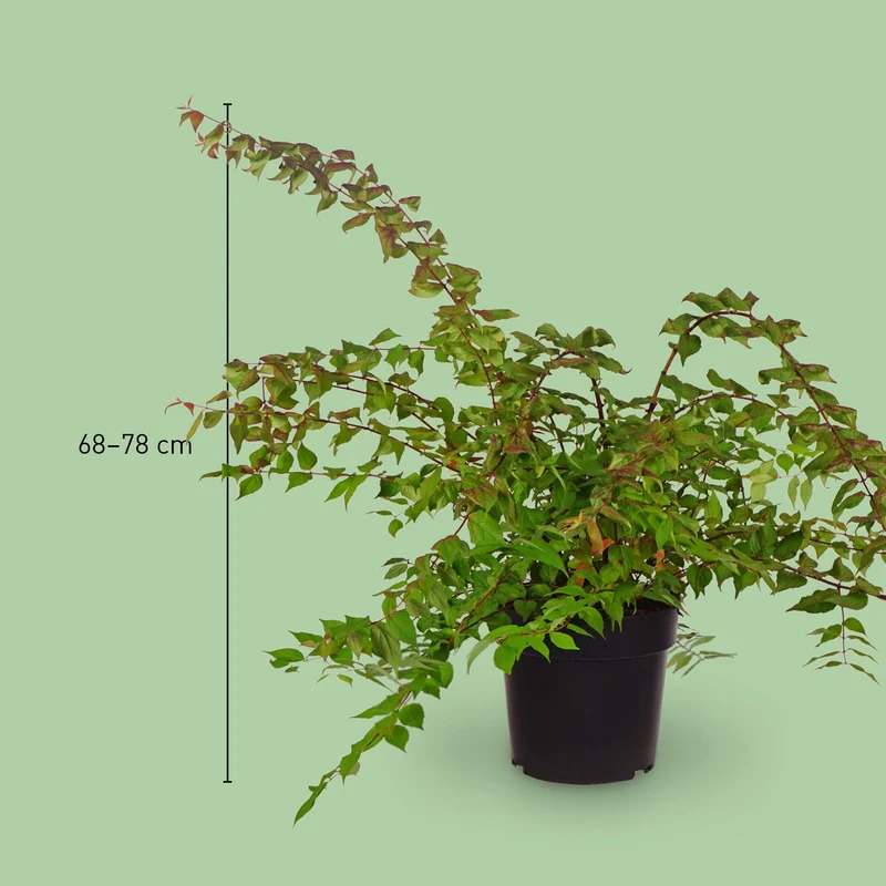 Kolkwitzie 'Pink Cloud' Rosaweiß