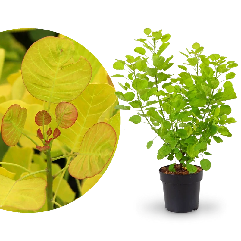 Goldgelber Perückenstrauch 'Golden Spirit'®