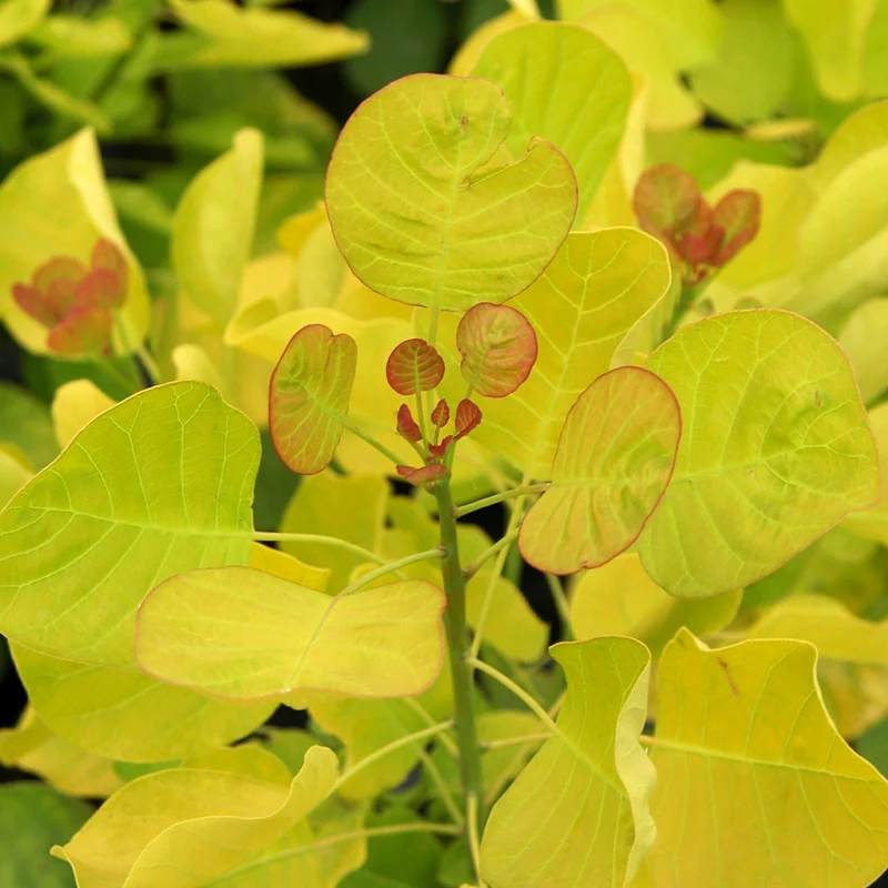Goldgelber Perückenstrauch 'Golden Spirit'®