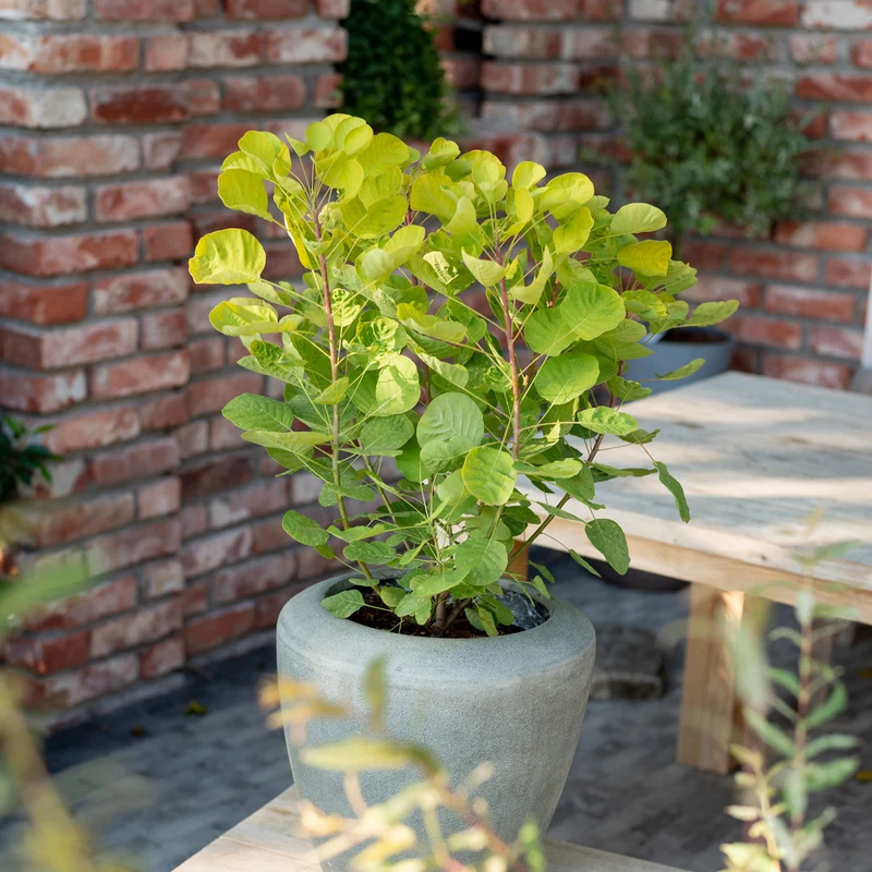 Goldgelber Perückenstrauch 'Golden Spirit'®