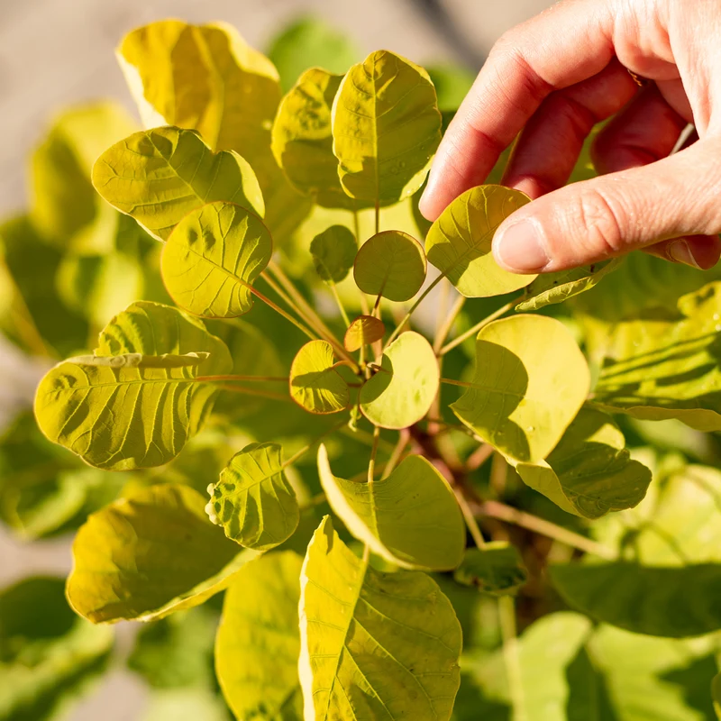 Goldgelber Perückenstrauch 'Golden Spirit'®