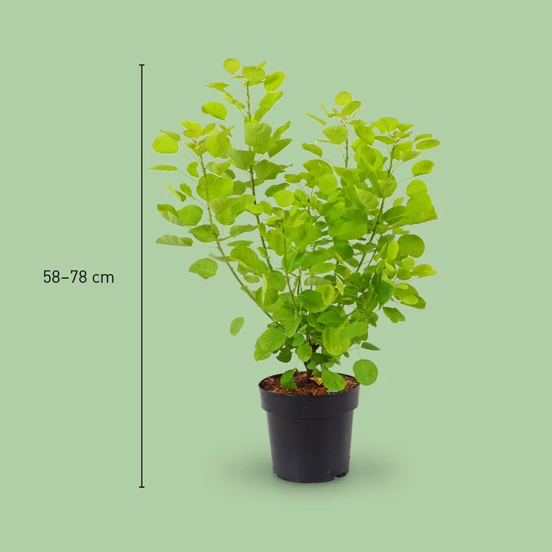 Goldgelber Perückenstrauch 'Golden Spirit'®