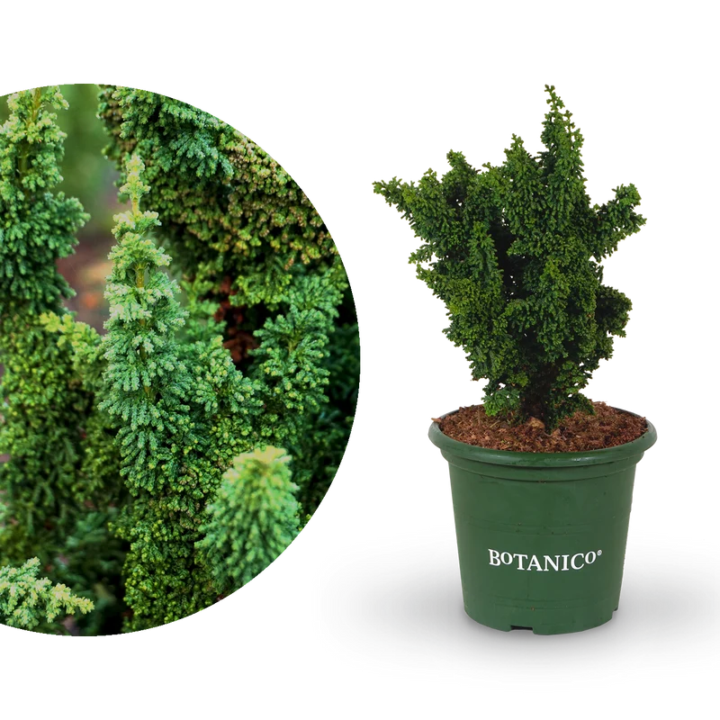 Hinoki-Scheinzypresse Botanico® 'Chirimen'