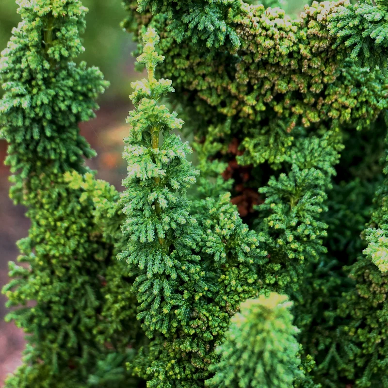 Hinoki-Scheinzypresse Botanico® 'Chirimen'