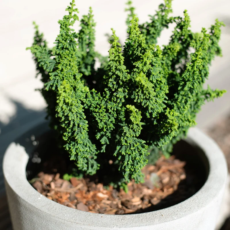 Hinoki-Scheinzypresse Botanico® 'Chirimen'