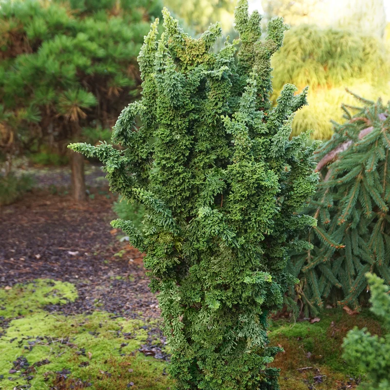 Hinoki-Scheinzypresse Botanico® 'Chirimen'
