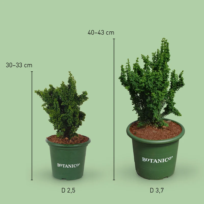 Hinoki-Scheinzypresse Botanico® 'Chirimen'