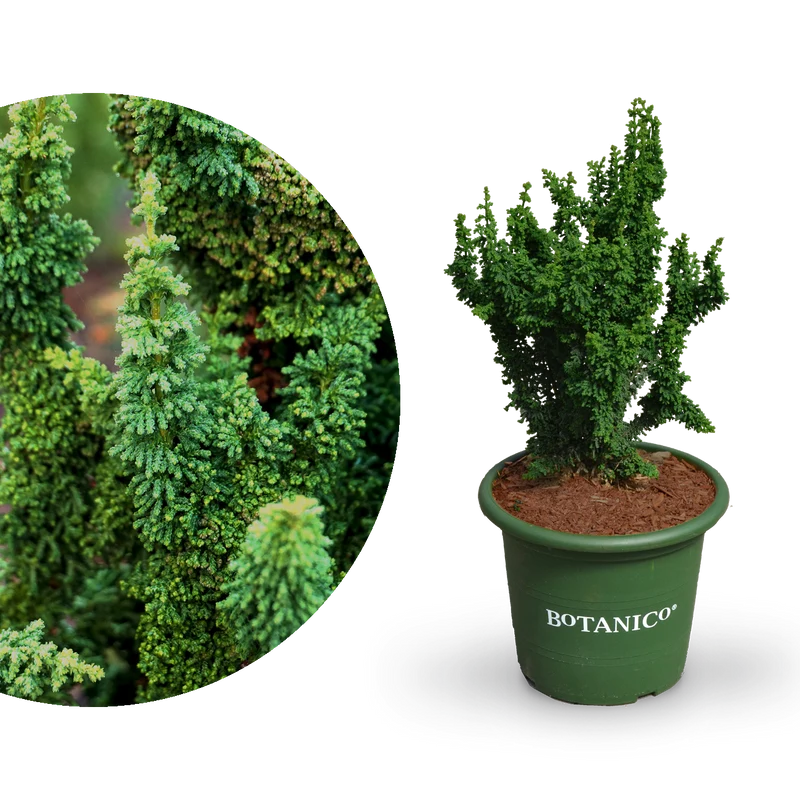 Hinoki-Scheinzypresse Botanico® 'Chirimen'