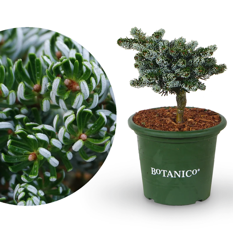 Koreatanne Botanico® 'Kohout's Icebreaker'®