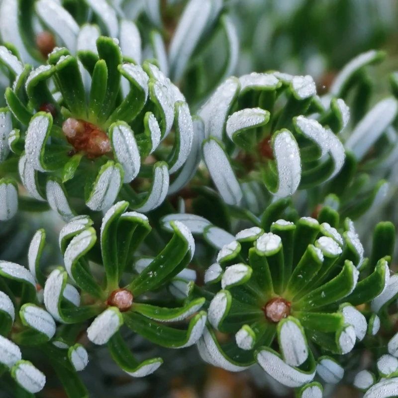 Koreatanne Botanico® 'Kohout's Icebreaker'®