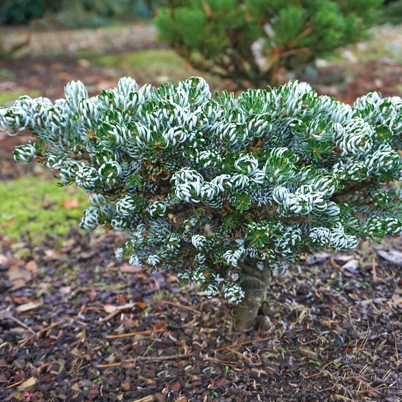 Koreatanne Botanico® 'Kohout's Icebreaker'®