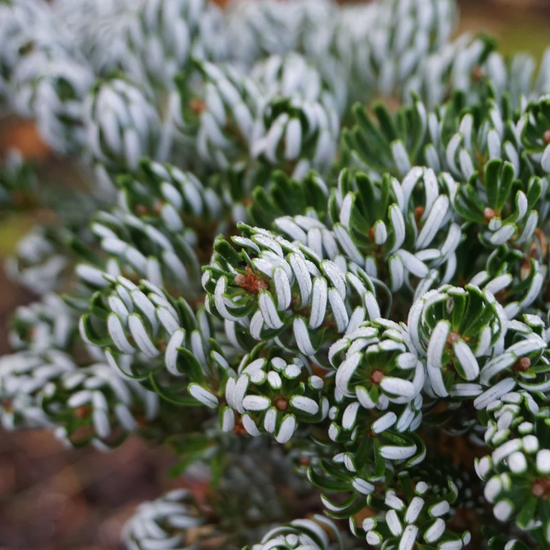 Koreatanne Botanico® 'Kohout's Icebreaker'®