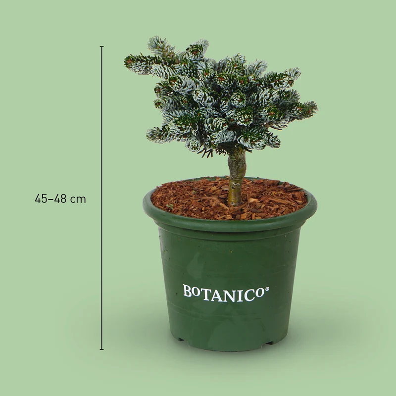 Koreatanne Botanico® 'Kohout's Icebreaker'®