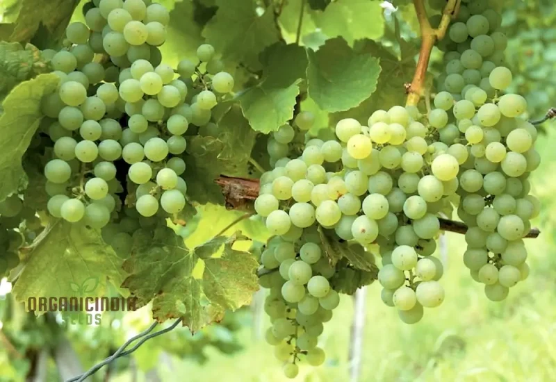 Grape Vine Fruit Seeds for Planting - Premium Quality Grapevine Seeds