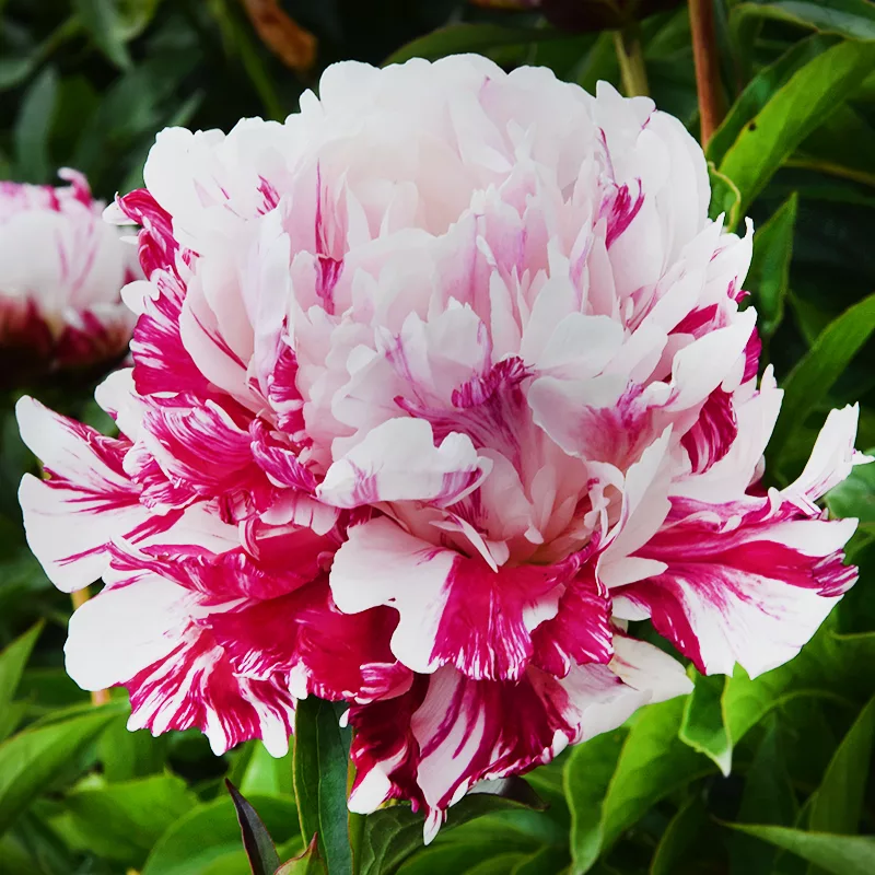 Lot Heirloom Peony Seeds - Candy Stripe Paeonia Lactiflora Flower Seeds for Planting