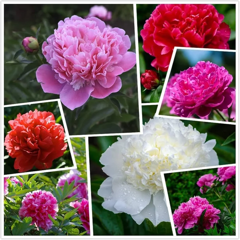 Lot Heirloom Peony Seeds - Candy Stripe Paeonia Lactiflora Flower Seeds for Planting
