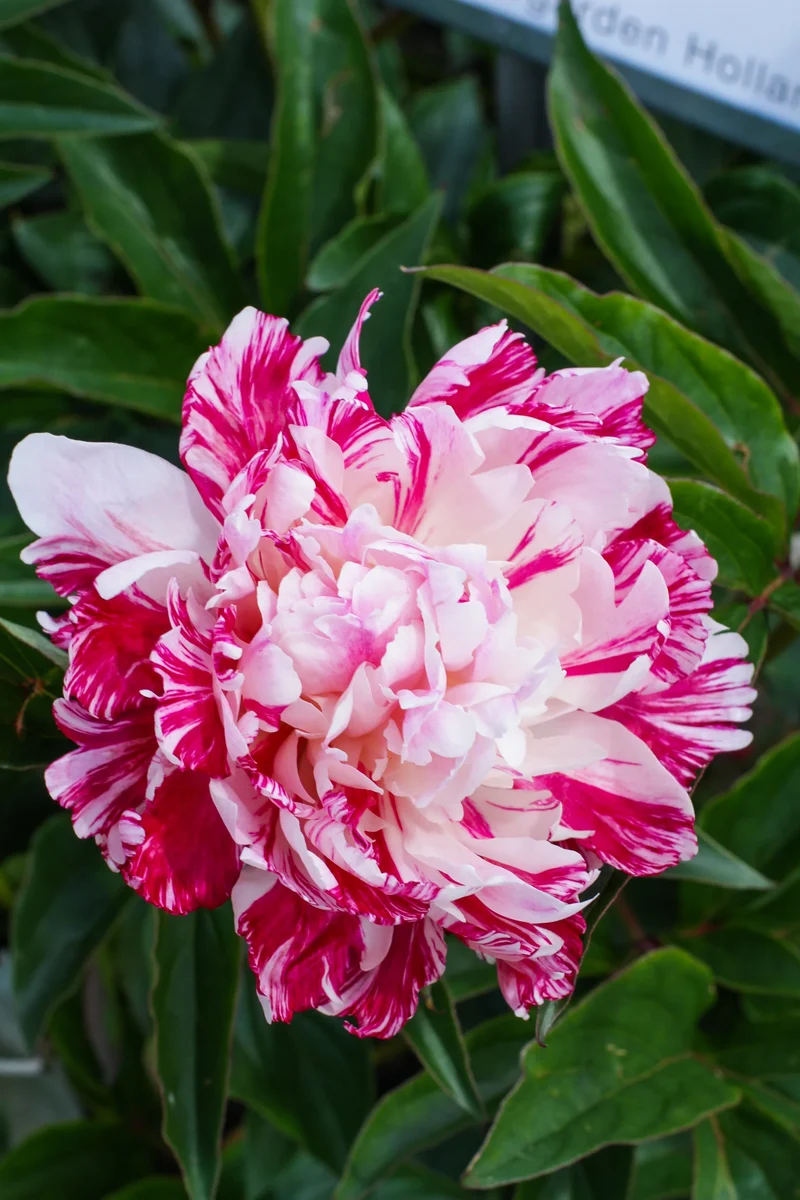Lot Heirloom Peony Seeds - Candy Stripe Paeonia Lactiflora Flower Seeds for Planting
