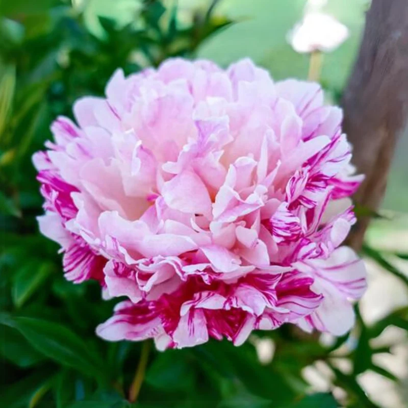 Lot Heirloom Peony Seeds - Candy Stripe Paeonia Lactiflora Flower Seeds for Planting
