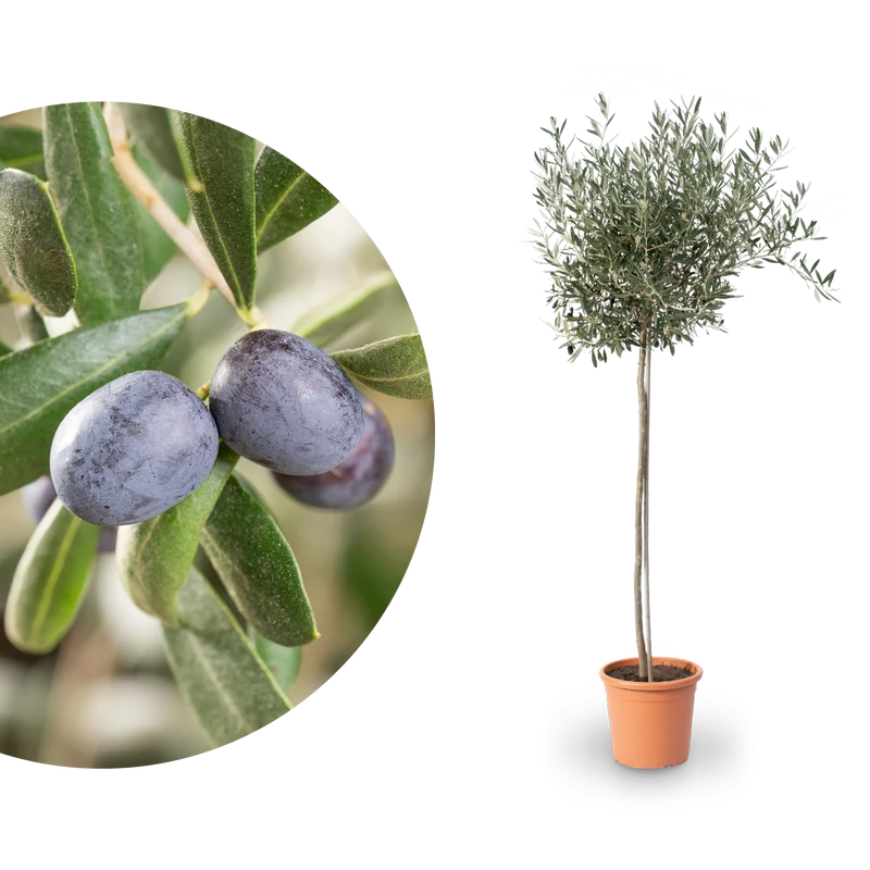 Olivenbaum XXL-Größe