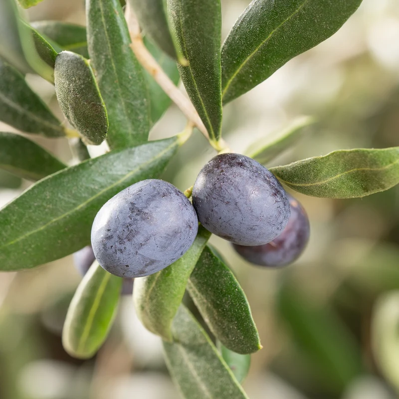 Olivenbaum XXL-Größe