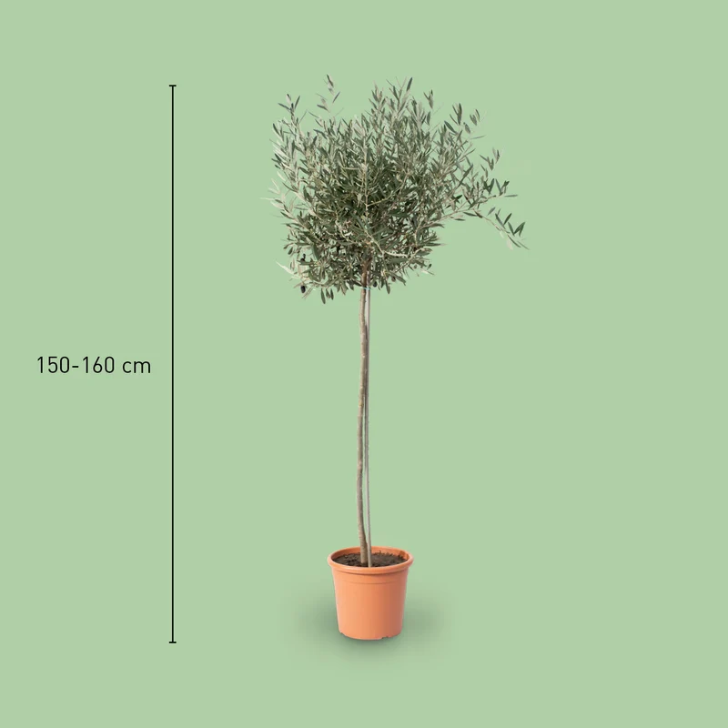 Olivenbaum XXL-Größe