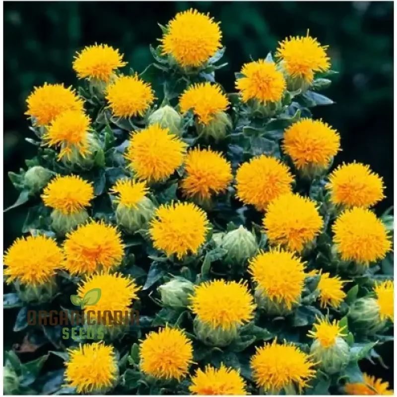 Carthamus Kinko Flower Seeds for Planting