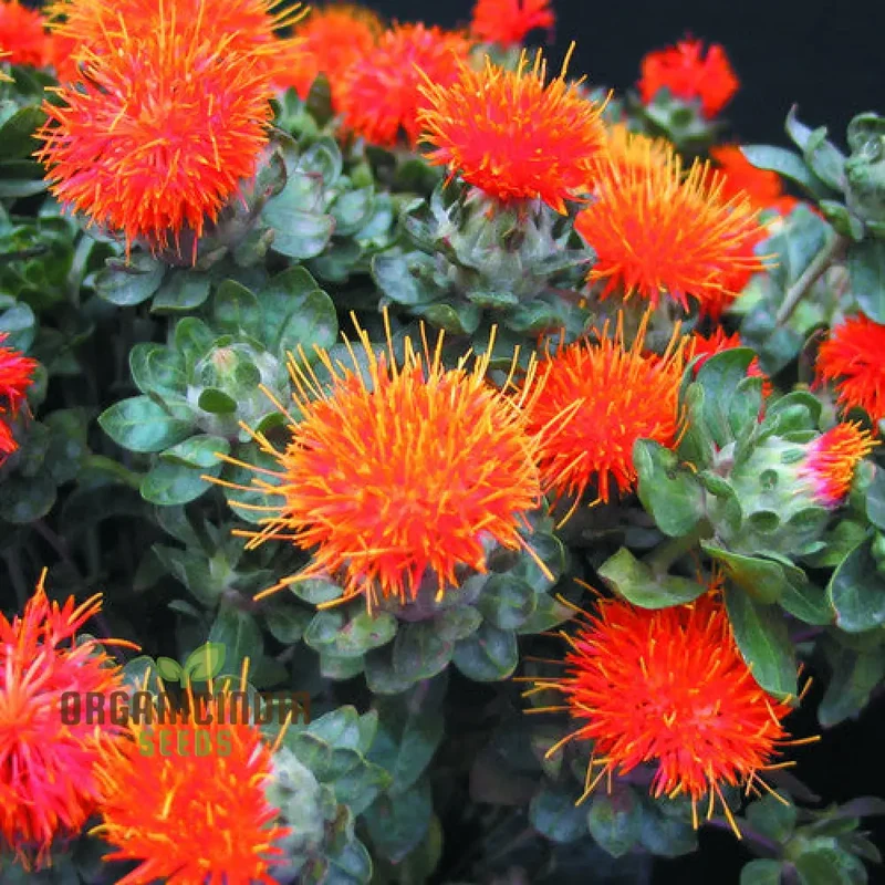 Carthamus Kinko Flower Seeds for Planting