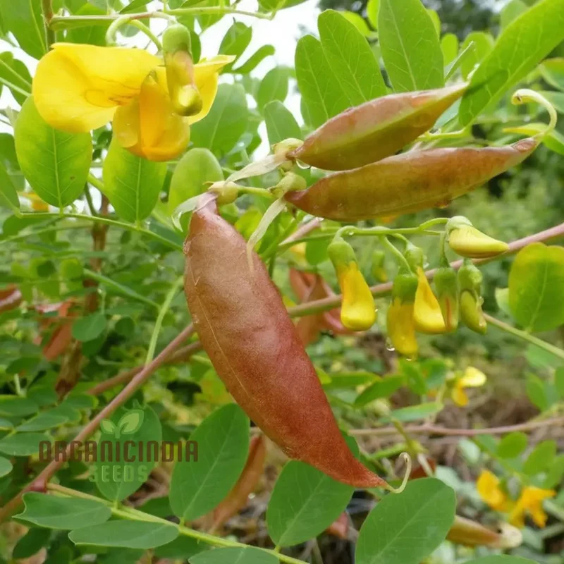 Bladder Senna Flower Seeds – Unique Hardy Blooms for Ornamental Garden Planting