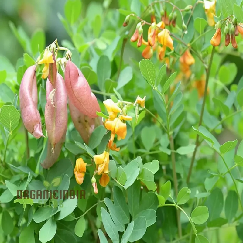 Bladder Senna Flower Seeds – Unique Hardy Blooms for Ornamental Garden Planting