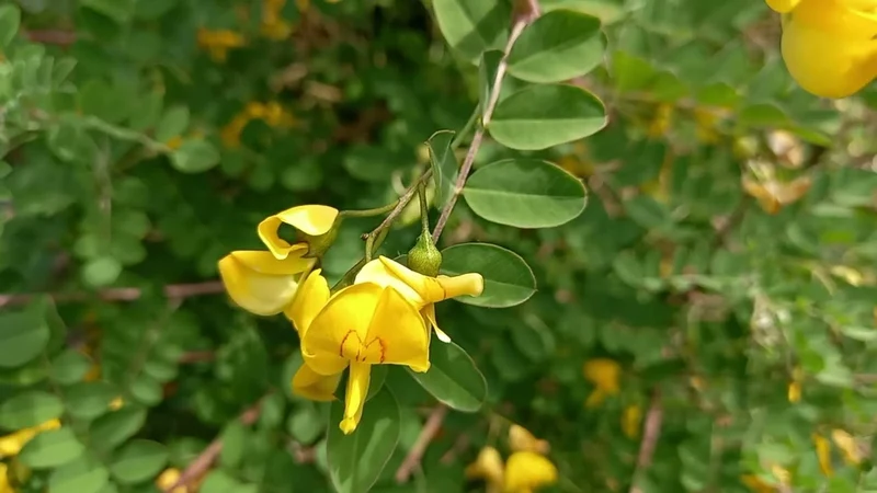 Bladder Senna Flower Seeds – Unique Hardy Blooms for Ornamental Garden Planting